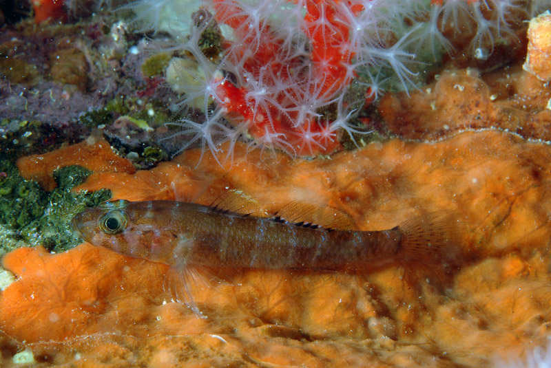 Chromogobius zebratus e Gammogobius steinitzi